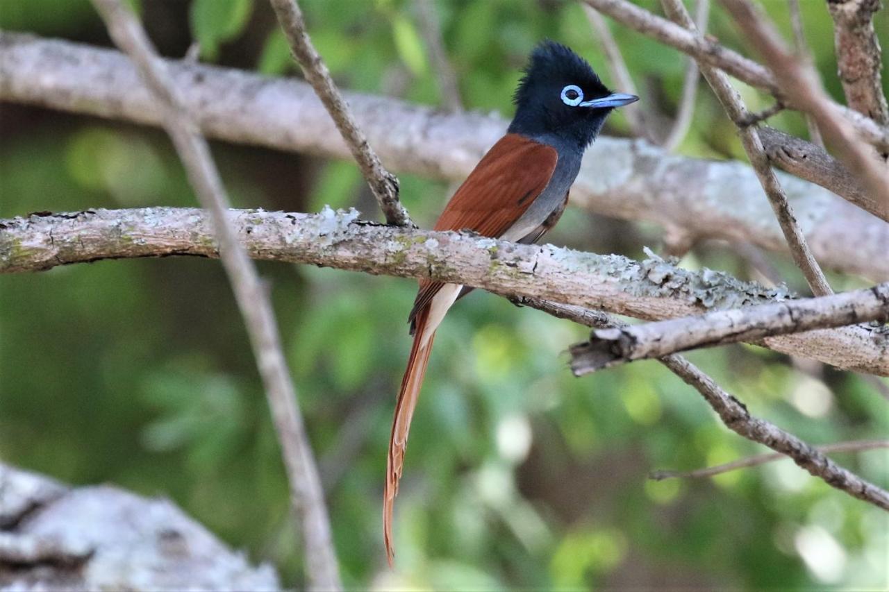 Birds Babble Self Catering Hotel Mbombela Eksteriør billede