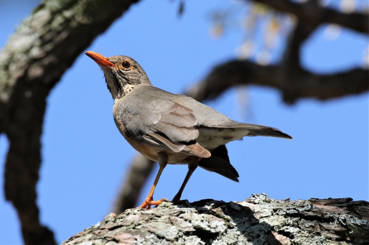 Birds Babble Self Catering Hotel Mbombela Eksteriør billede
